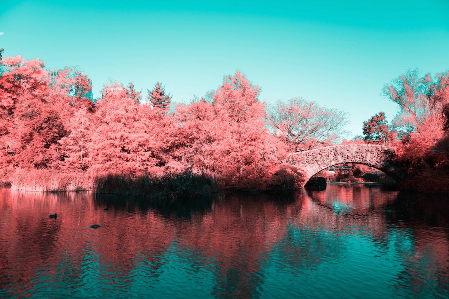 infrarednyc_photography_002