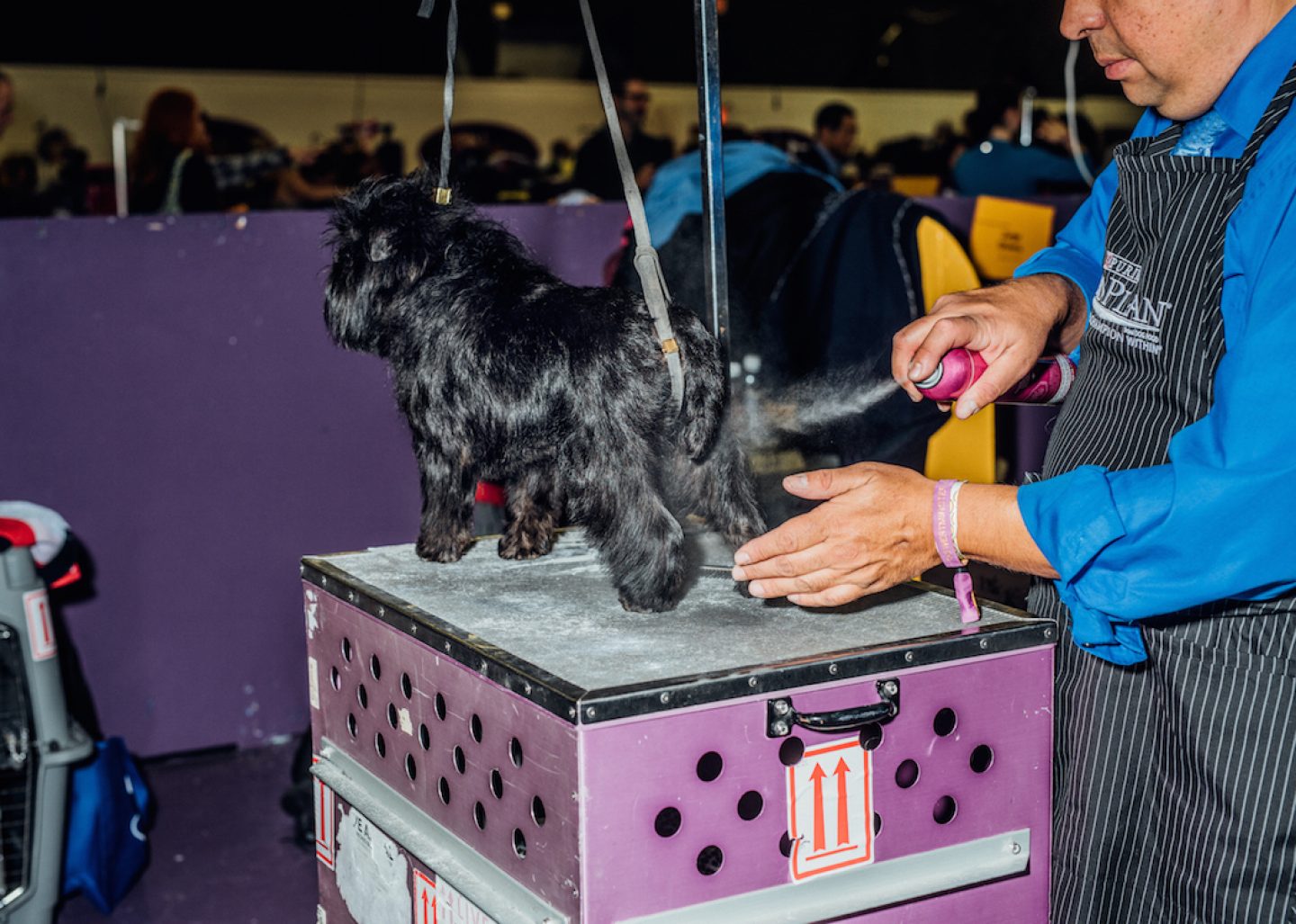 CaitOppermann_20160216_2336_work_HairsprayDog