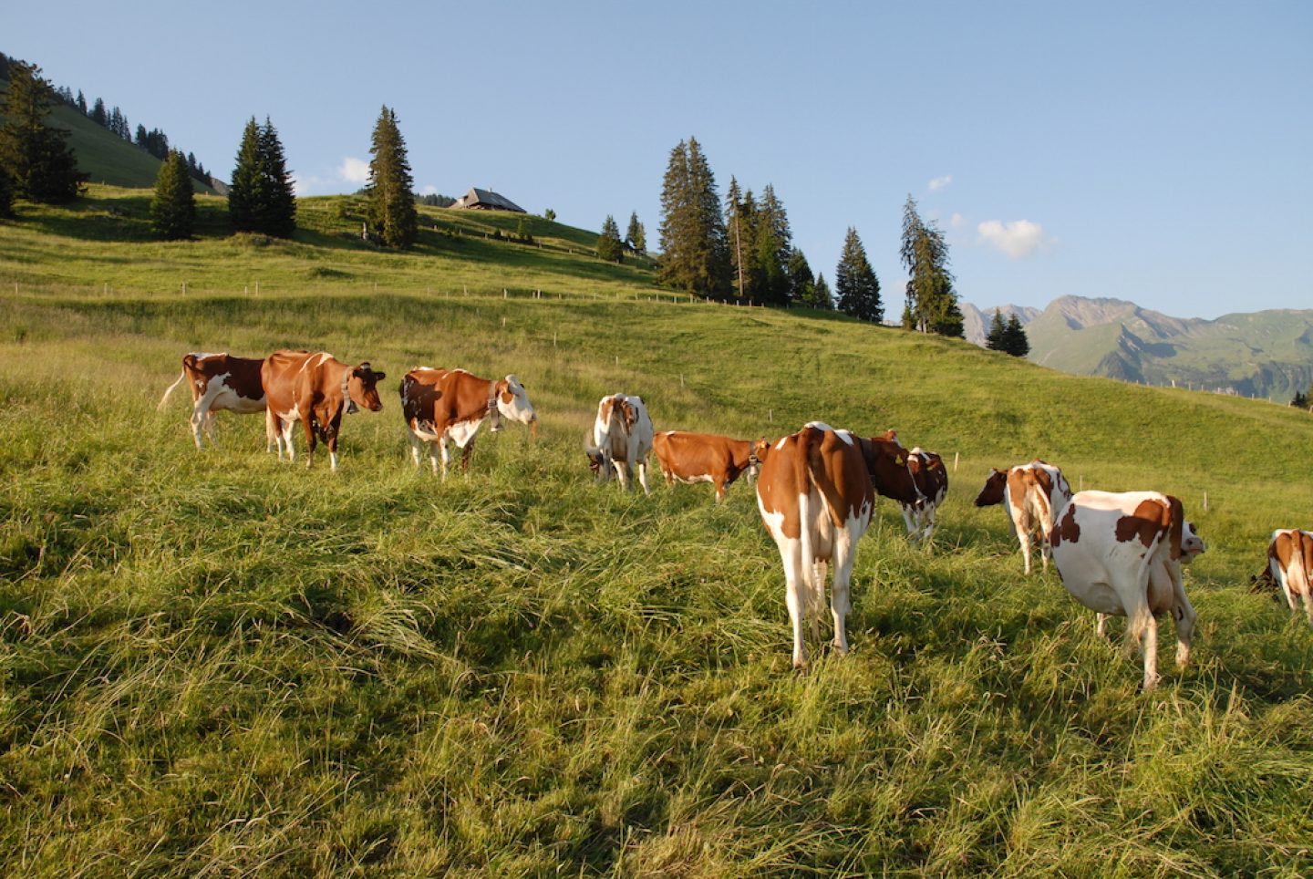 OnTheRoad_Switzerland_AlpHoesel_02