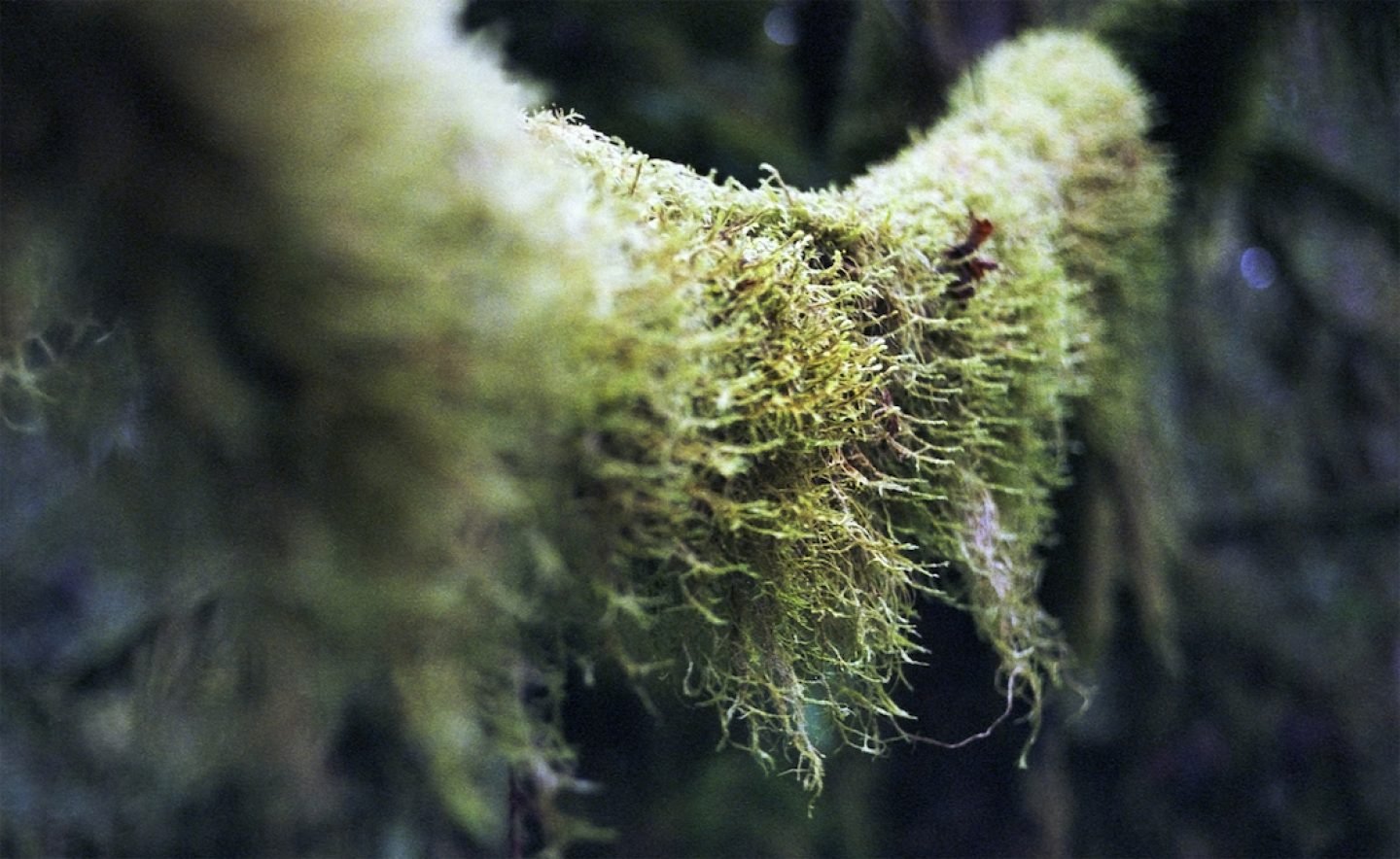 023_cathedralmoss_cji