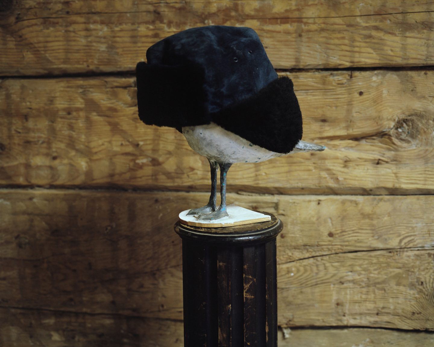 Plasticine seagull sculpture with hat. Bolderaja, 2013