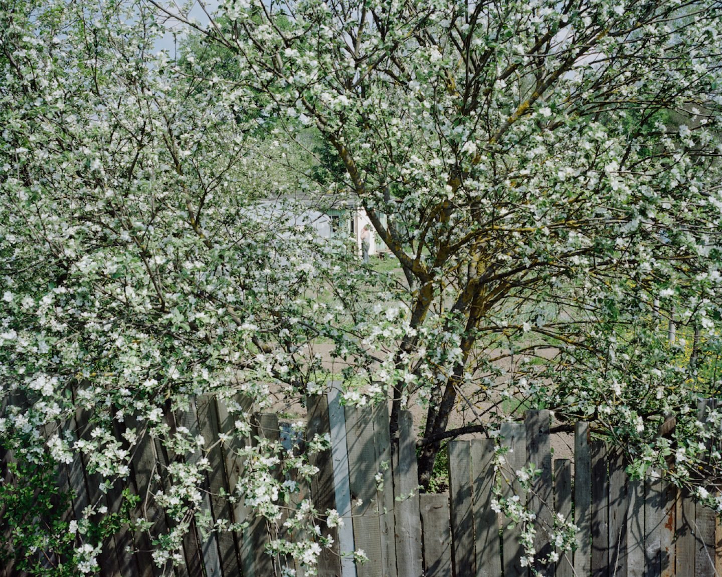 Voleri allotments, 2013