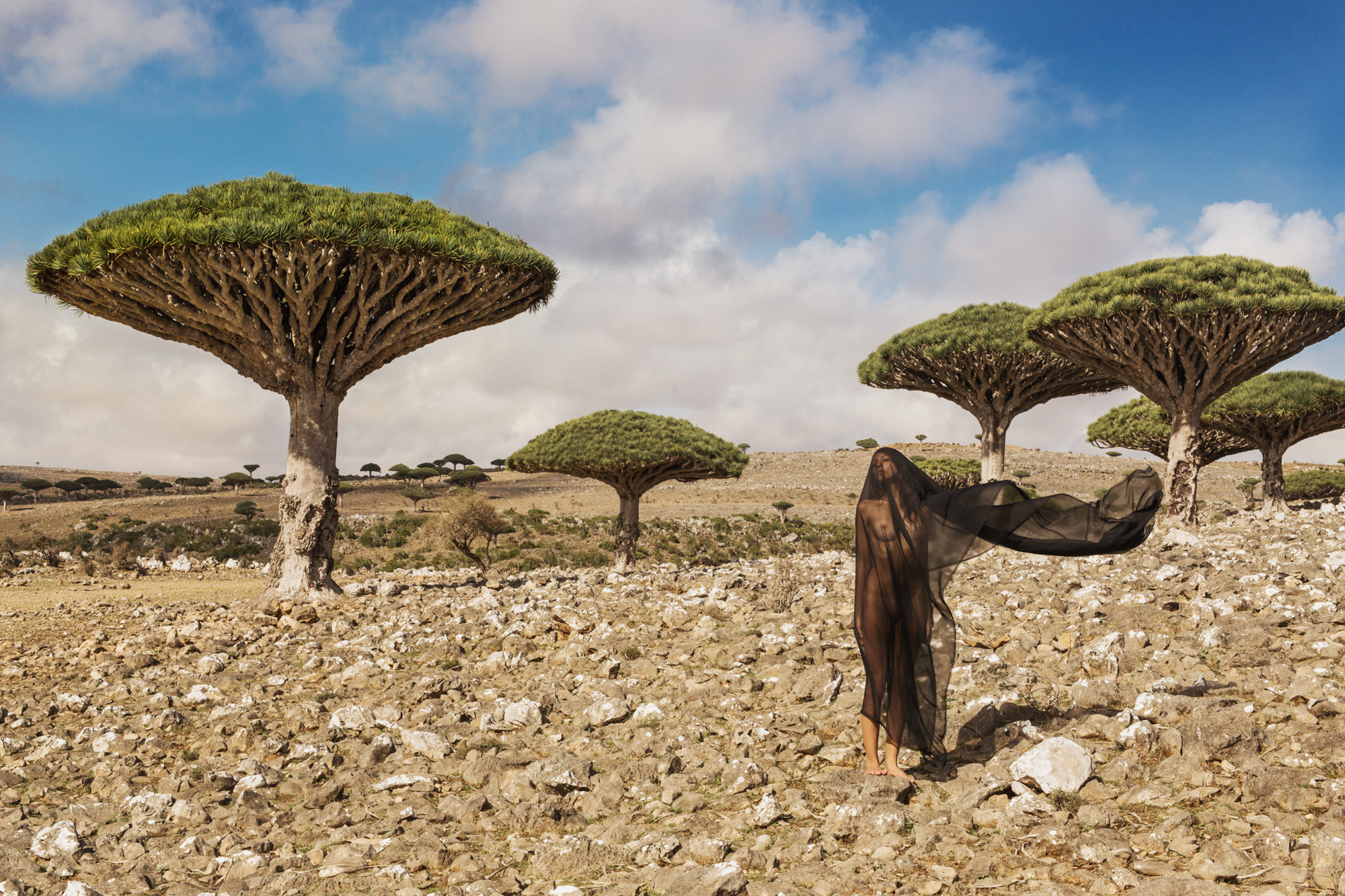 2016-10-27_58116fa0a76ba_02_CW_DTA_Socotra_Dracaena_cinnabari.jpg