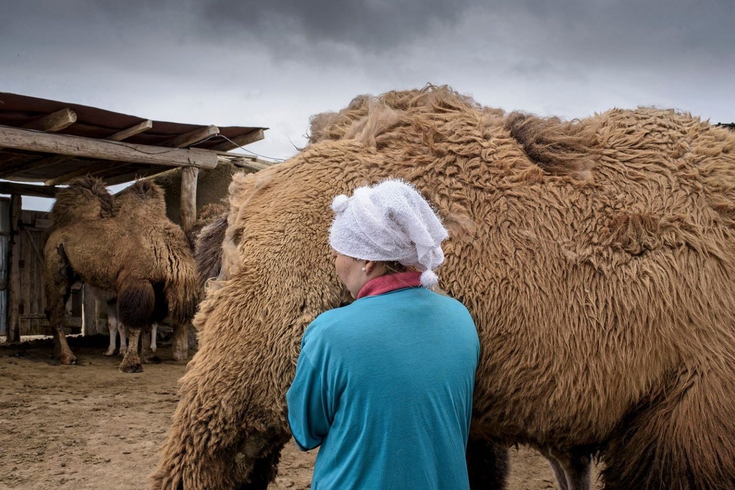 Akerke milking a camel.Akerk pendant la traite du midi.
