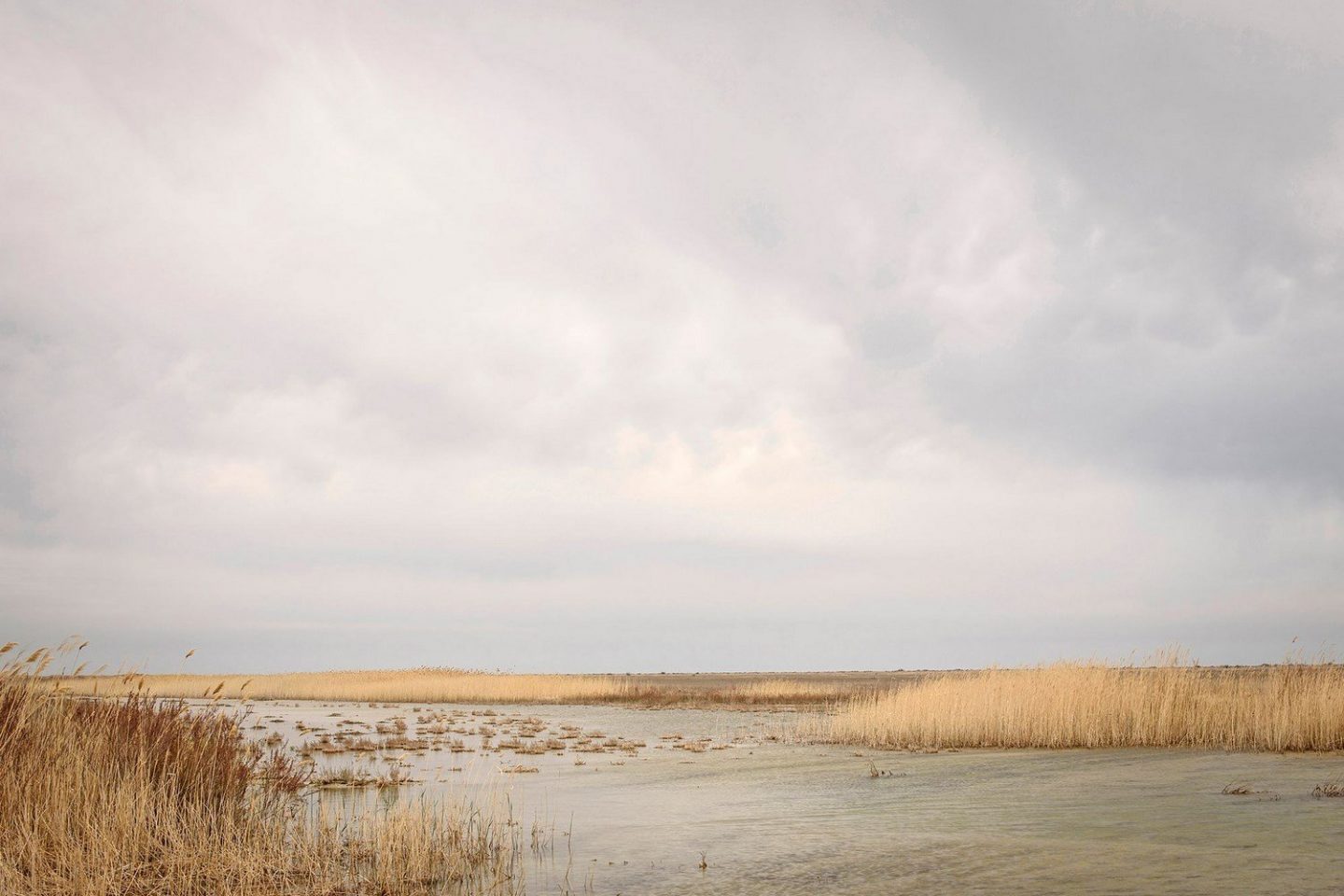 Swamp around Aralsk.