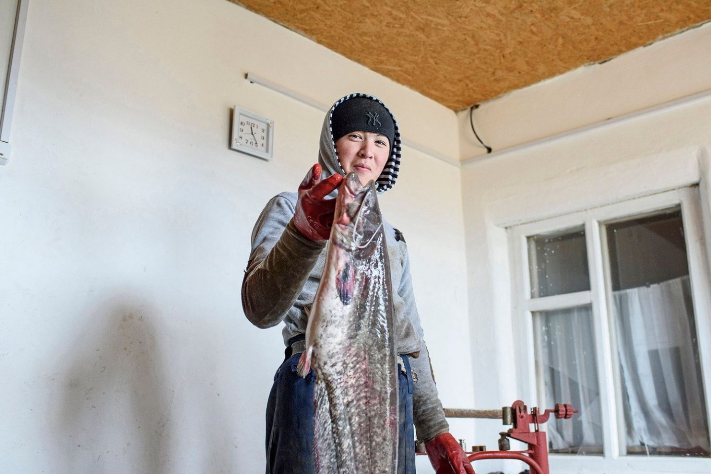 A worker in a fish factory.Un ouvrier dans une usine de poissons.