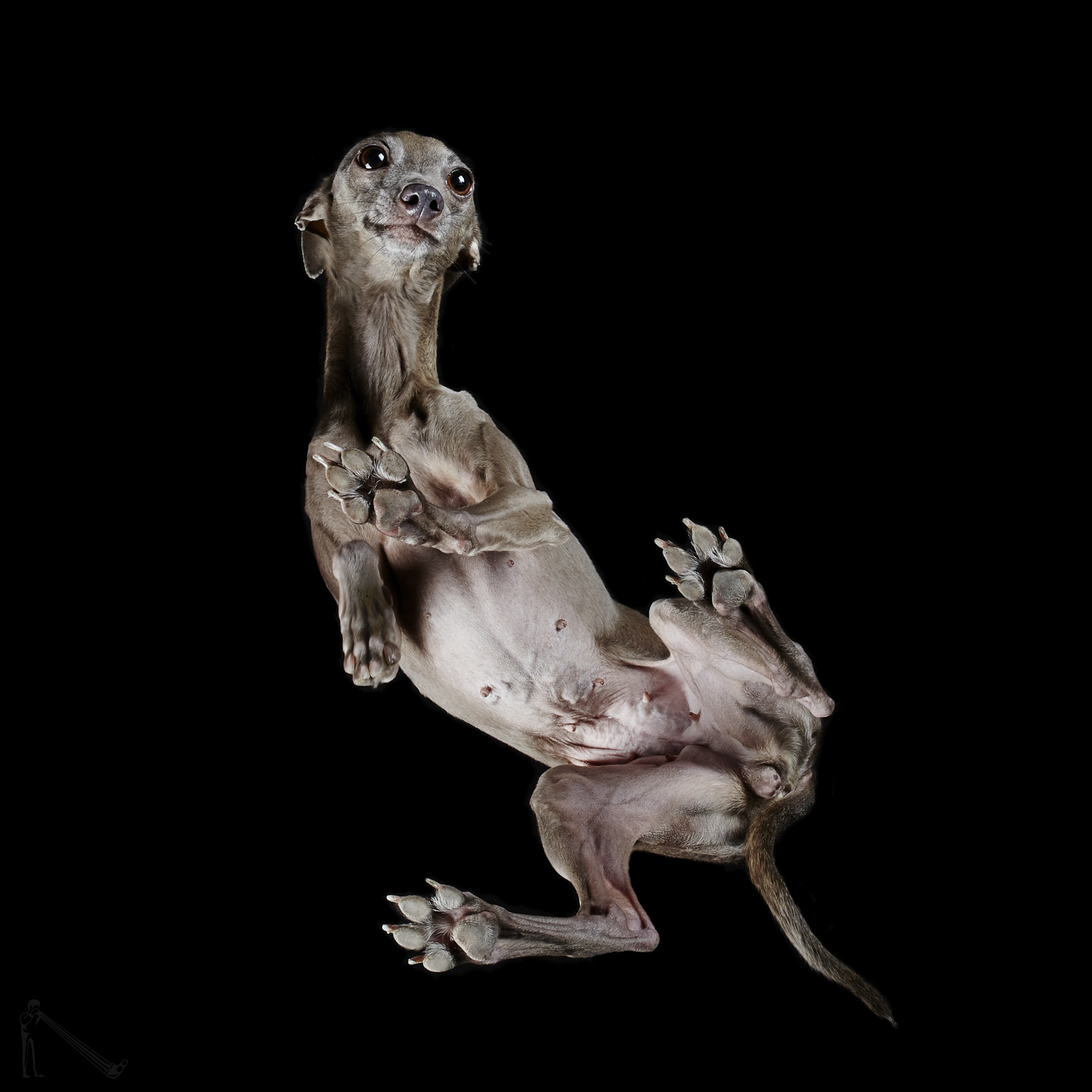 Andrius Burba / Under-Dogs