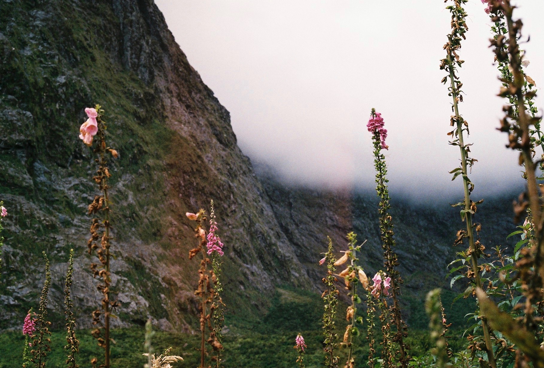 Wild New Zealand By Hannah Reynolds