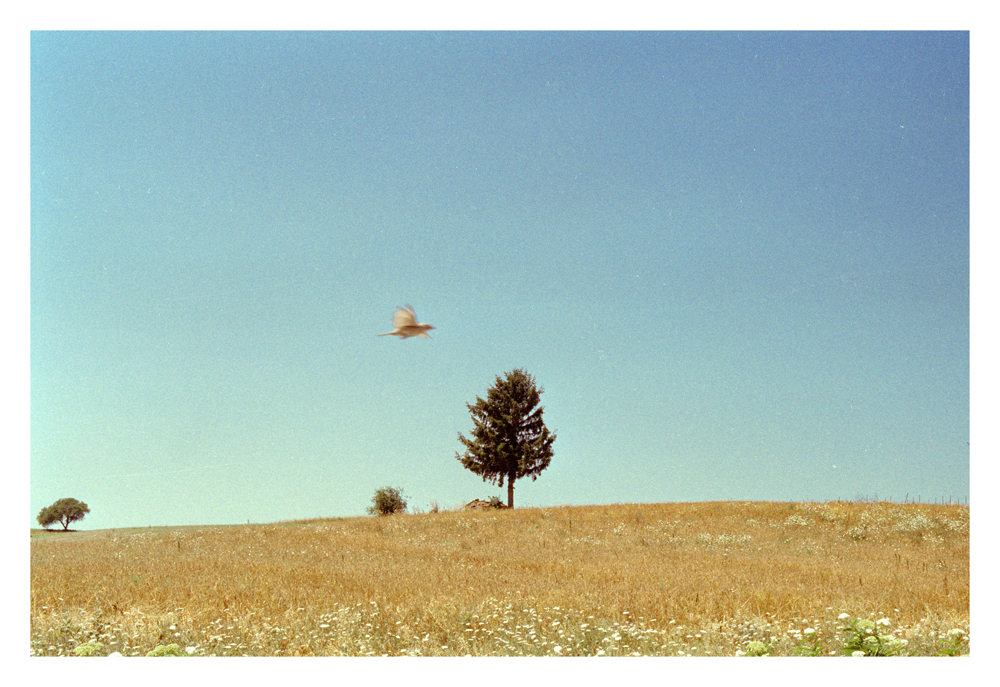 I Like Here By Michele Lacobini