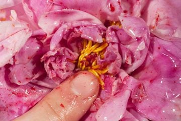 iGNANT_Maisie_Cousins_Grass_Peonie_Bum_4