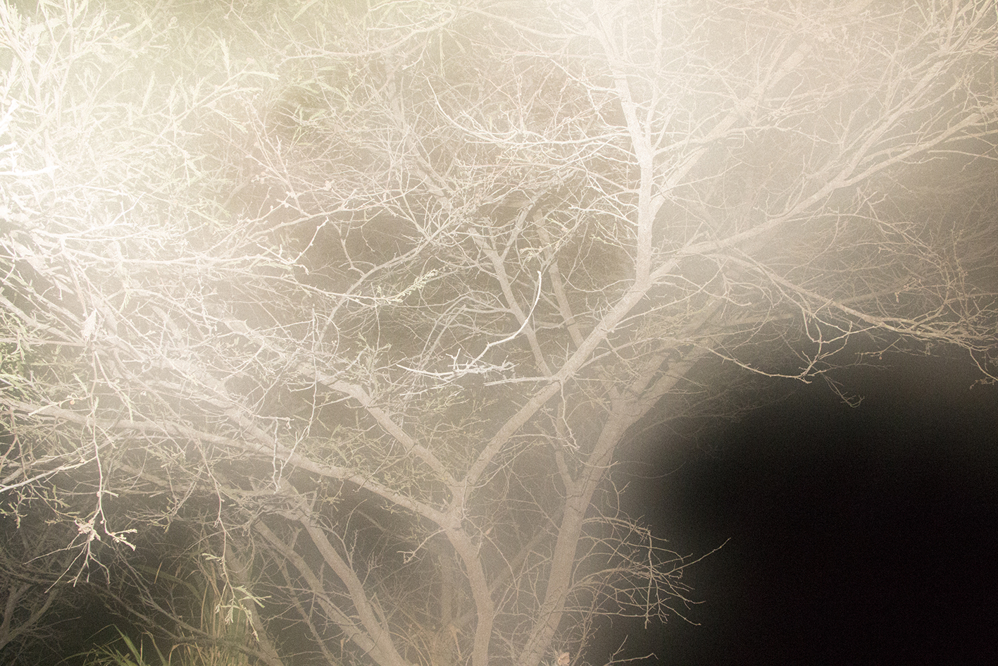 Metamorphosis Of The Landscape By Alvaro Manriquez