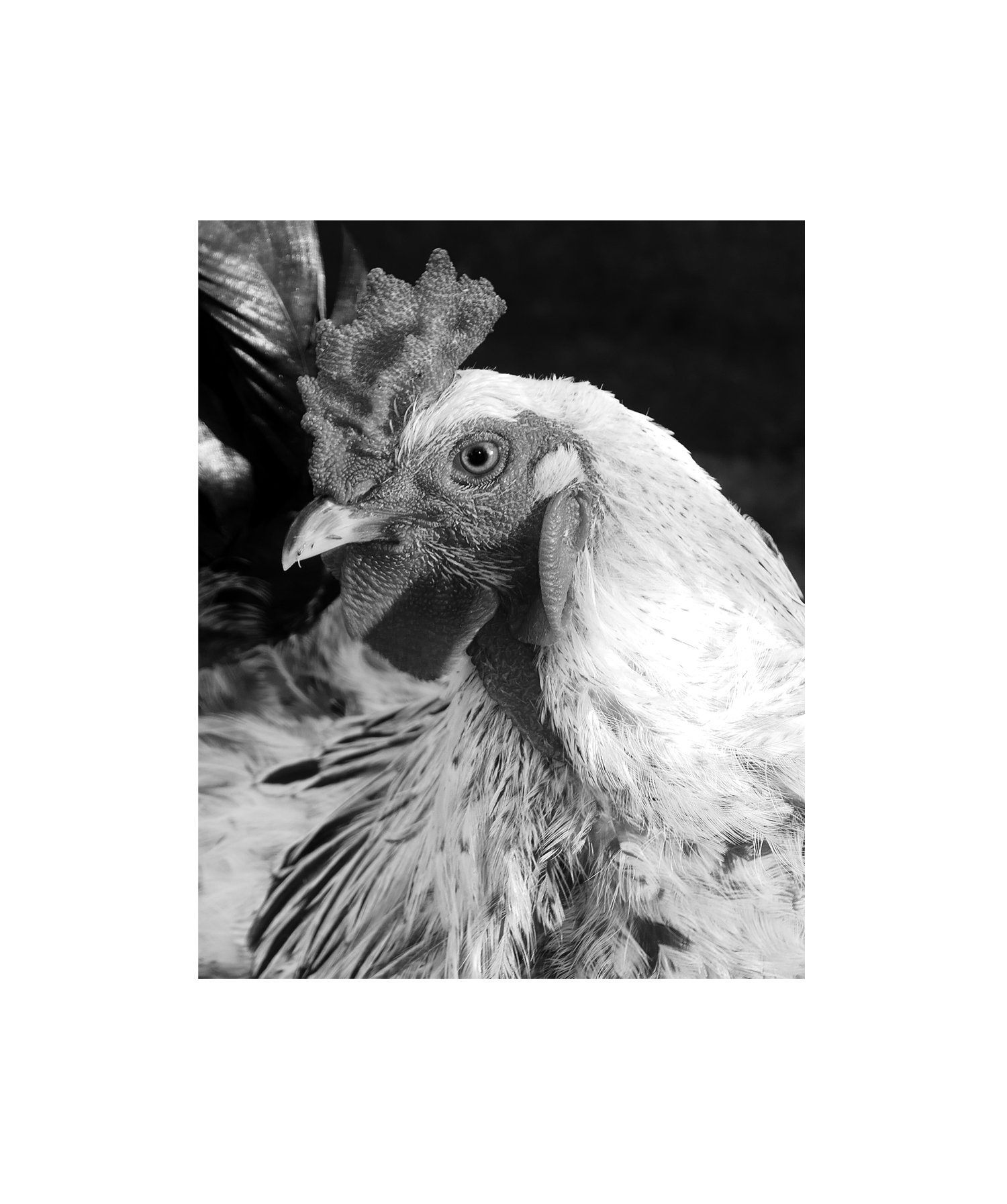 2018-01-25_5a69804d7d0b8_aysia-stieb-foot-tap-jaw-jerk-chicken-rooster-04