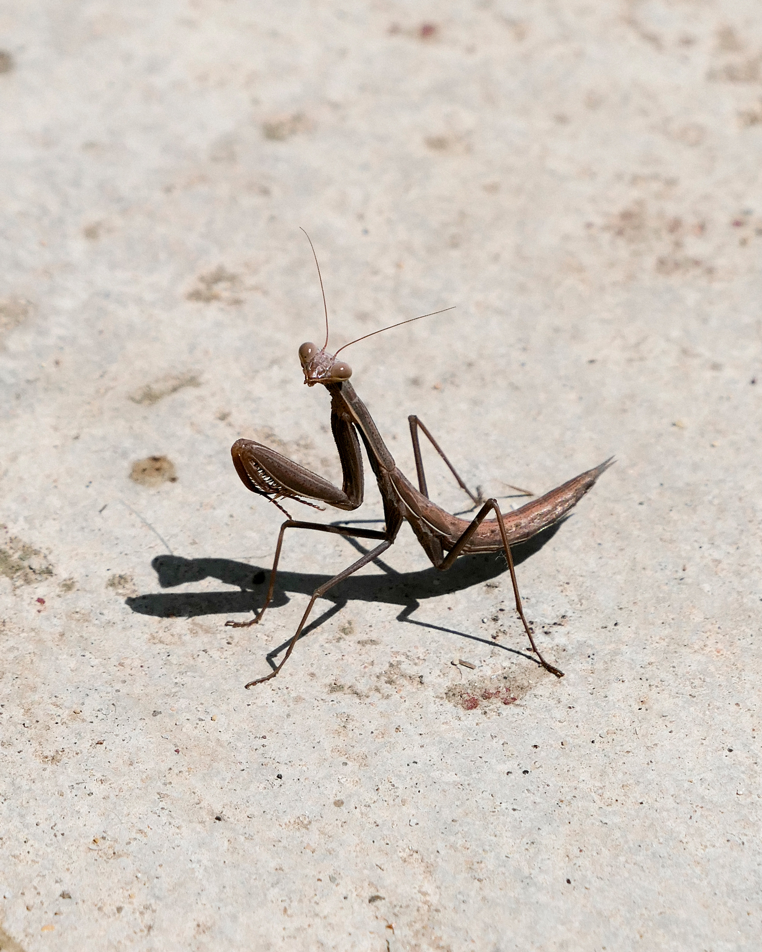 2018-01-25_5a69804d7d1a6_aysia-stieb-foot-tap-jaw-jerk-praying-mantis-05