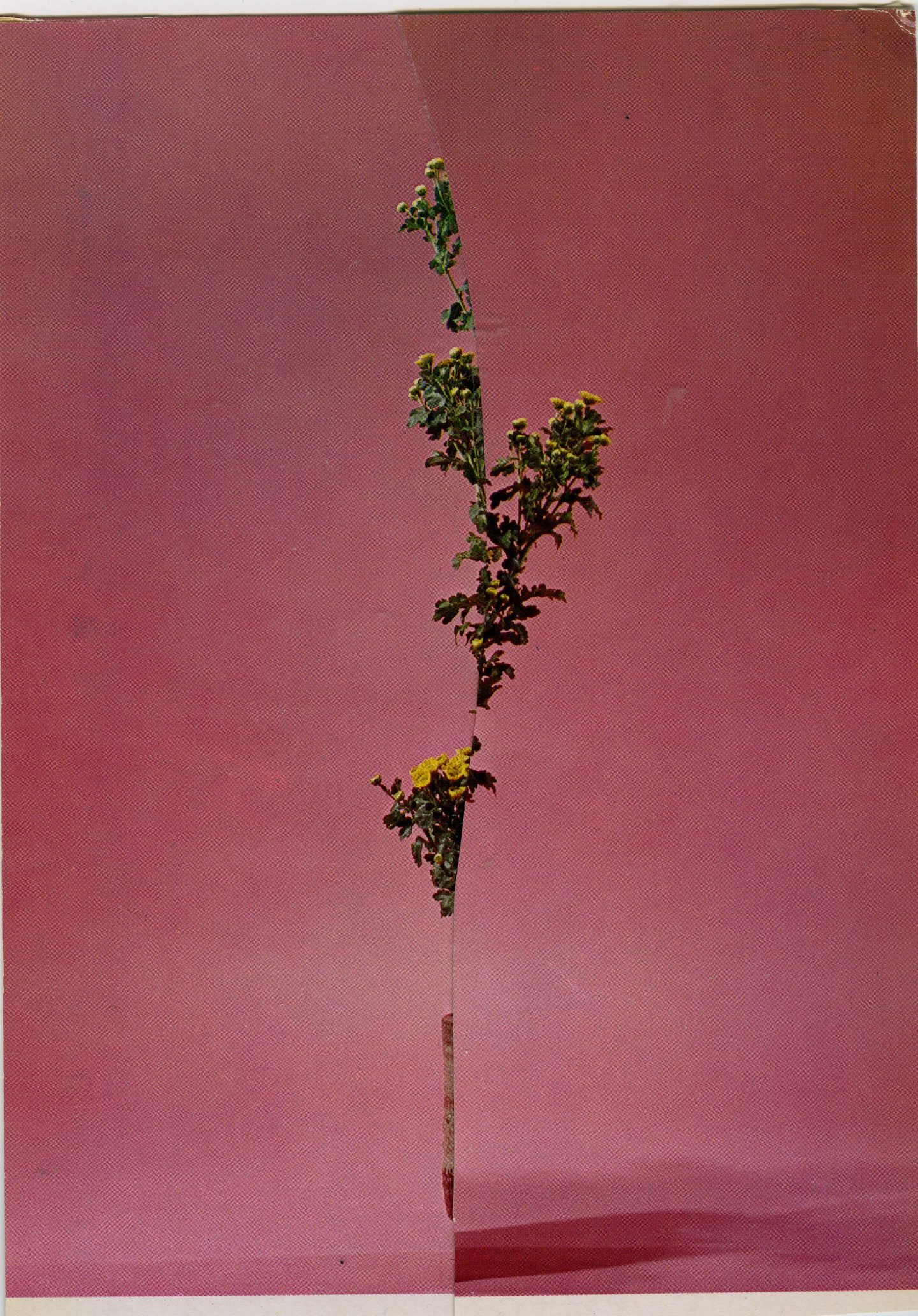 iGNANT-Art-Nicola-Kloosterman-Ikebana-003