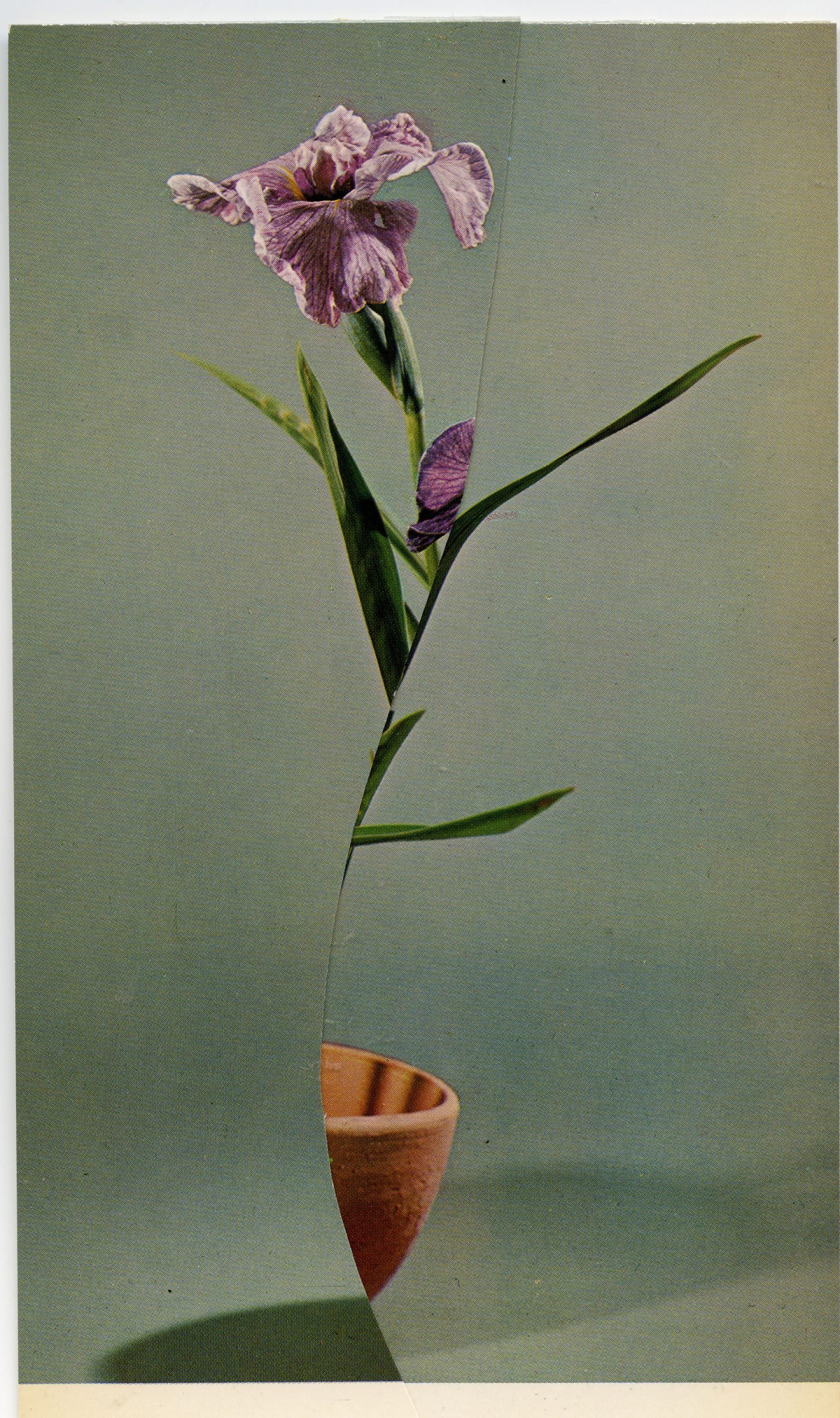 iGNANT-Art-Nicola-Kloosterman-Ikebana-008