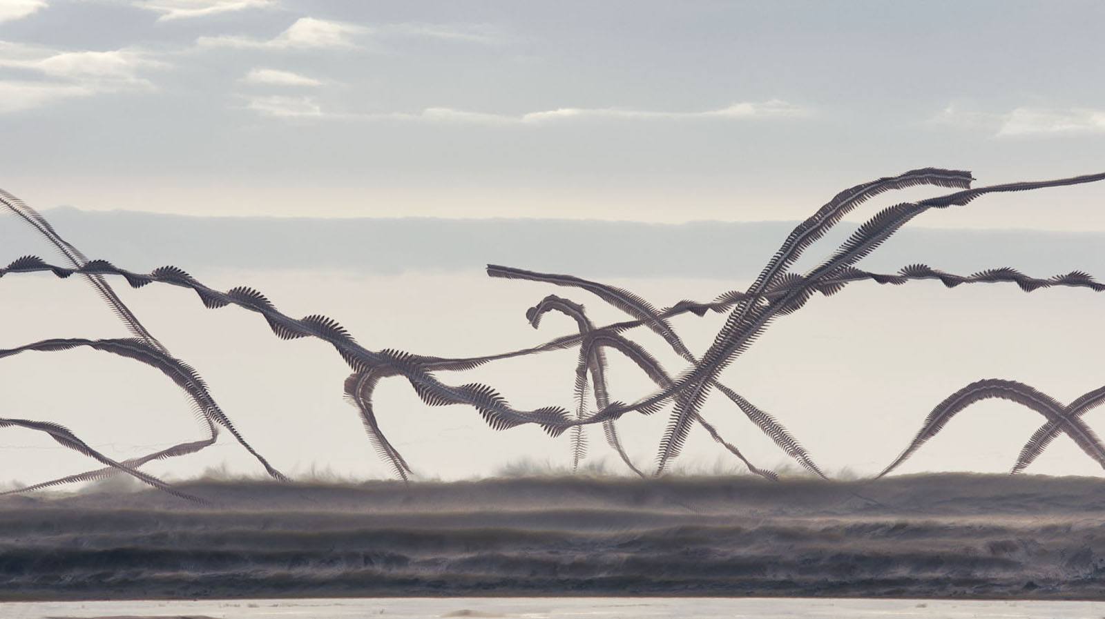 xavi bou traces invisible flight patterns birds ignant xavi bou traces invisible flight patterns birds ignant