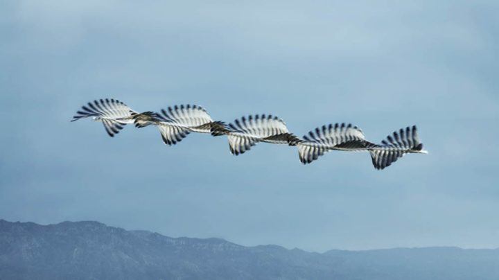 Xavi Bou Traces The Invisible Flight Patterns Of Birds - IGNANT