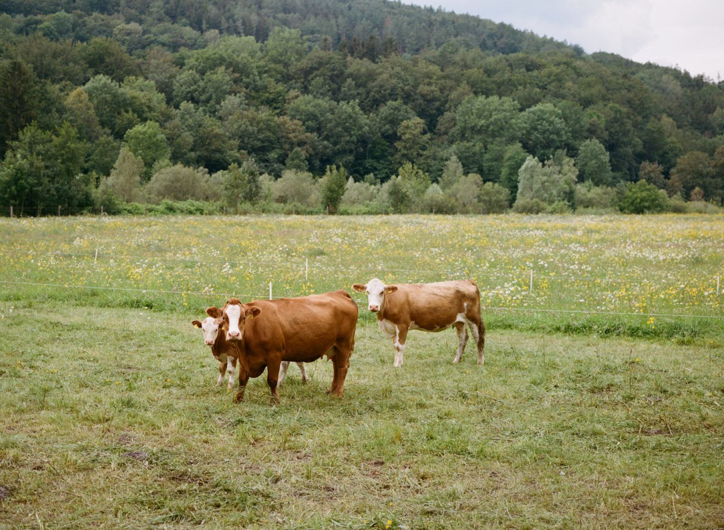 IGNANT-Travel-Best-Of-Road-Trips-Austria-Daniel-Gebhart-de-Koekkoek-03