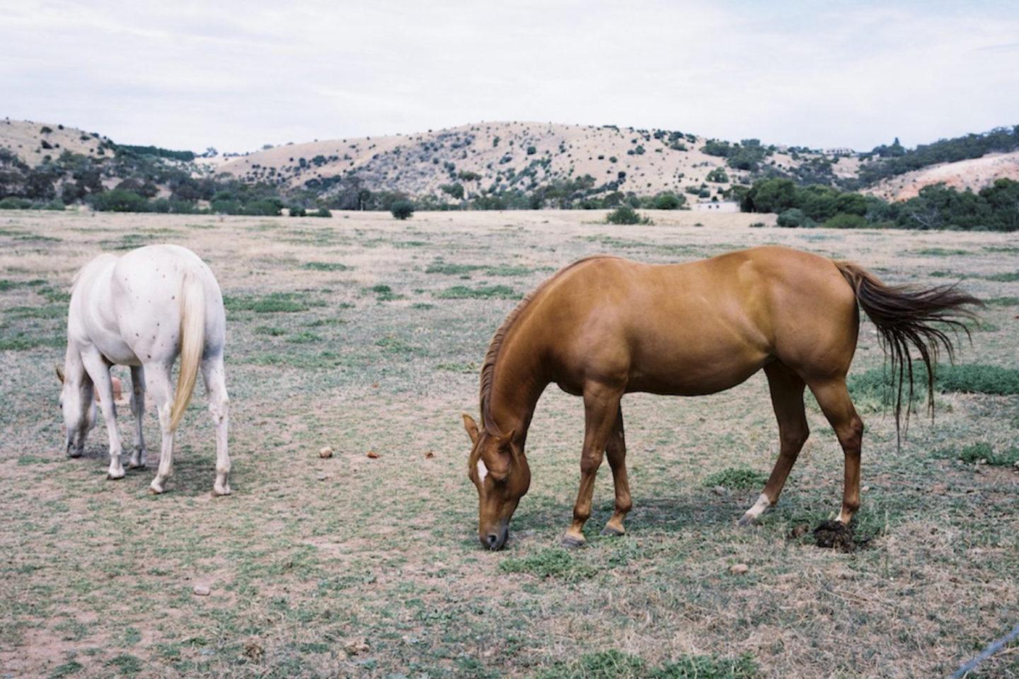 IGNANT-Travel-Best-Of-Road-Trips-South-Australia-Sarah-Pannell-02