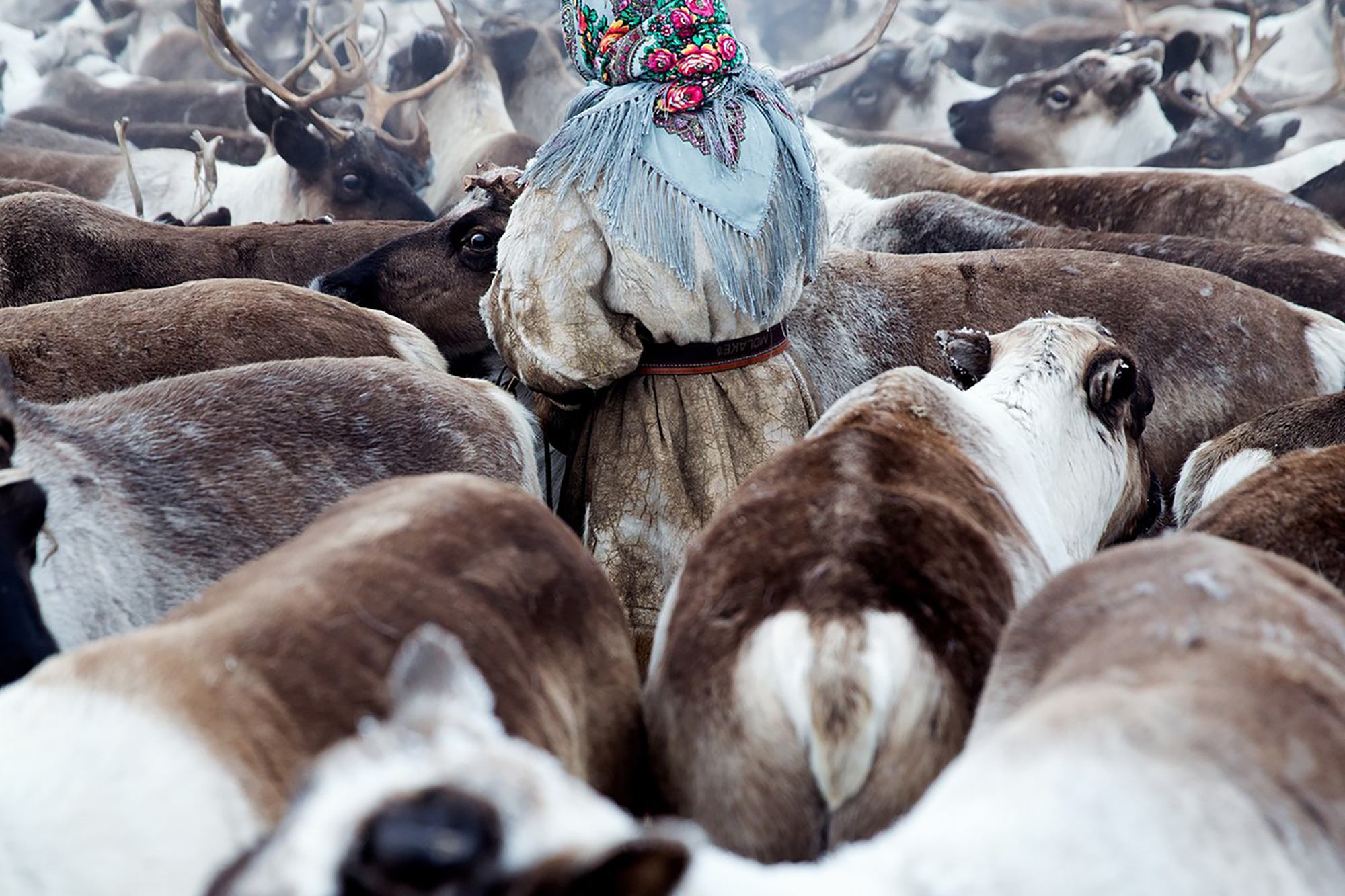 Samoyed hotsell herding reindeer