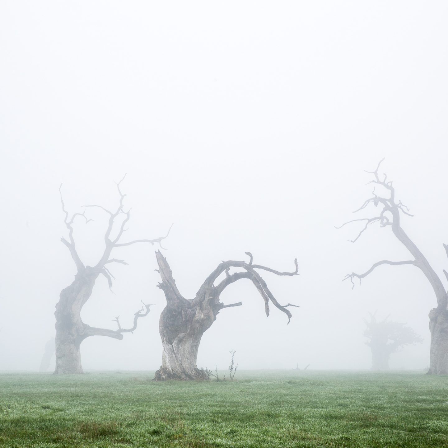 IGNANT-Photography-Luke-Hayes-Dead-Oaks-003