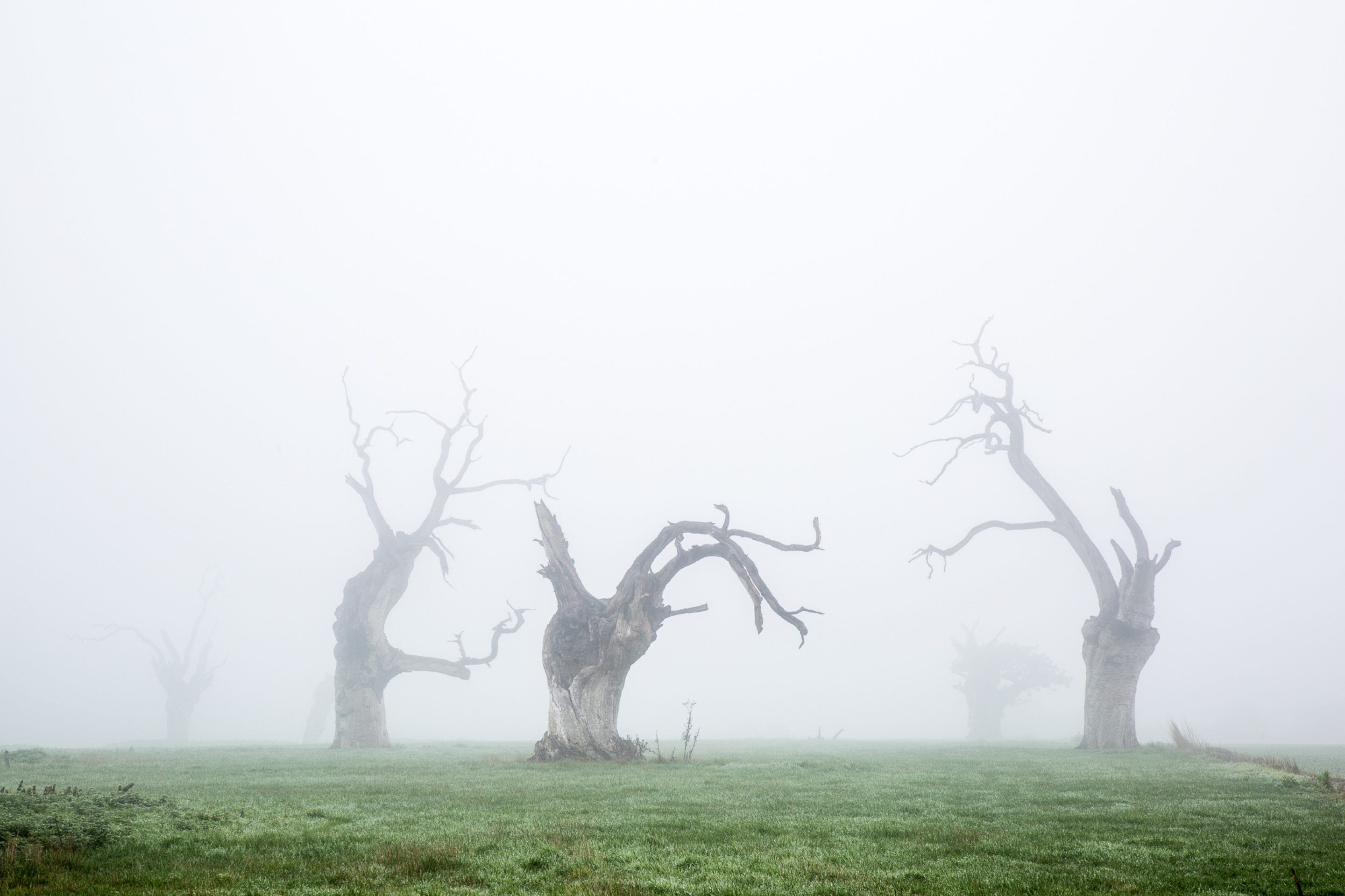 IGNANT-Photography-Luke-Hayes-Dead-Oaks-003