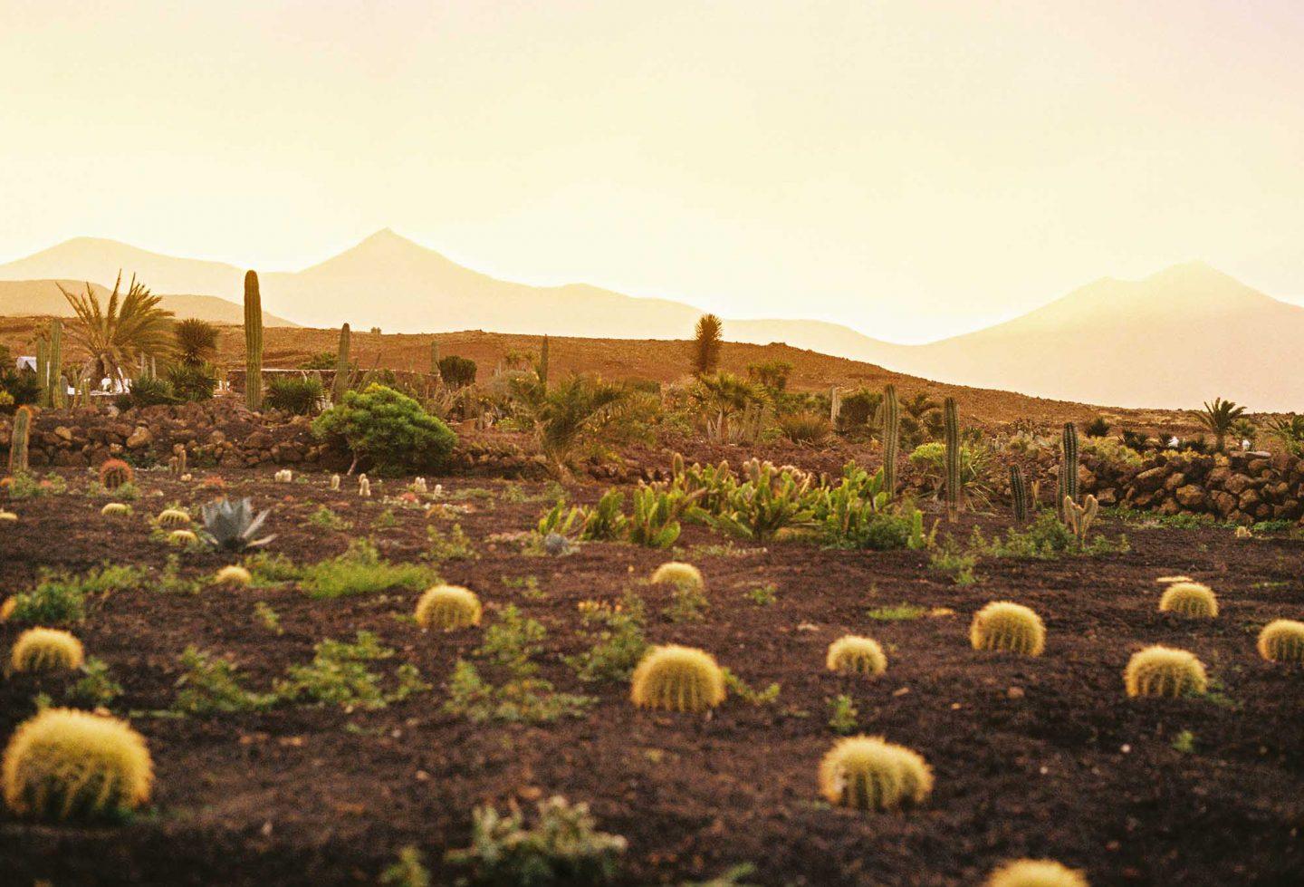 IGNANT-Photography-Arturo-Bamboo-Lanzarote-3