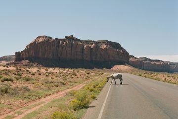 IGNANT-Photography-Dino-Kuznik-Arizona-Pastels-8