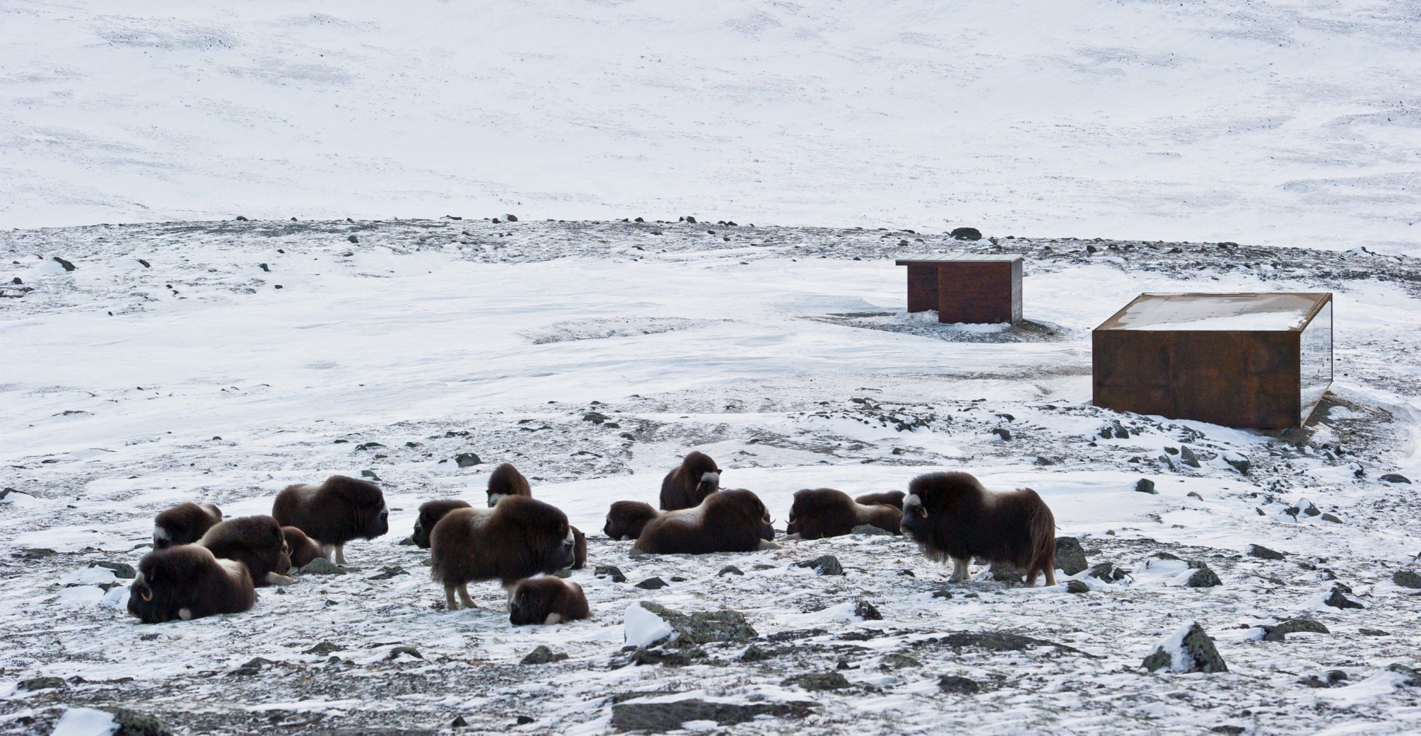 IGNANT-Architecture-Snohetta-Reindeer-Pavilion-12