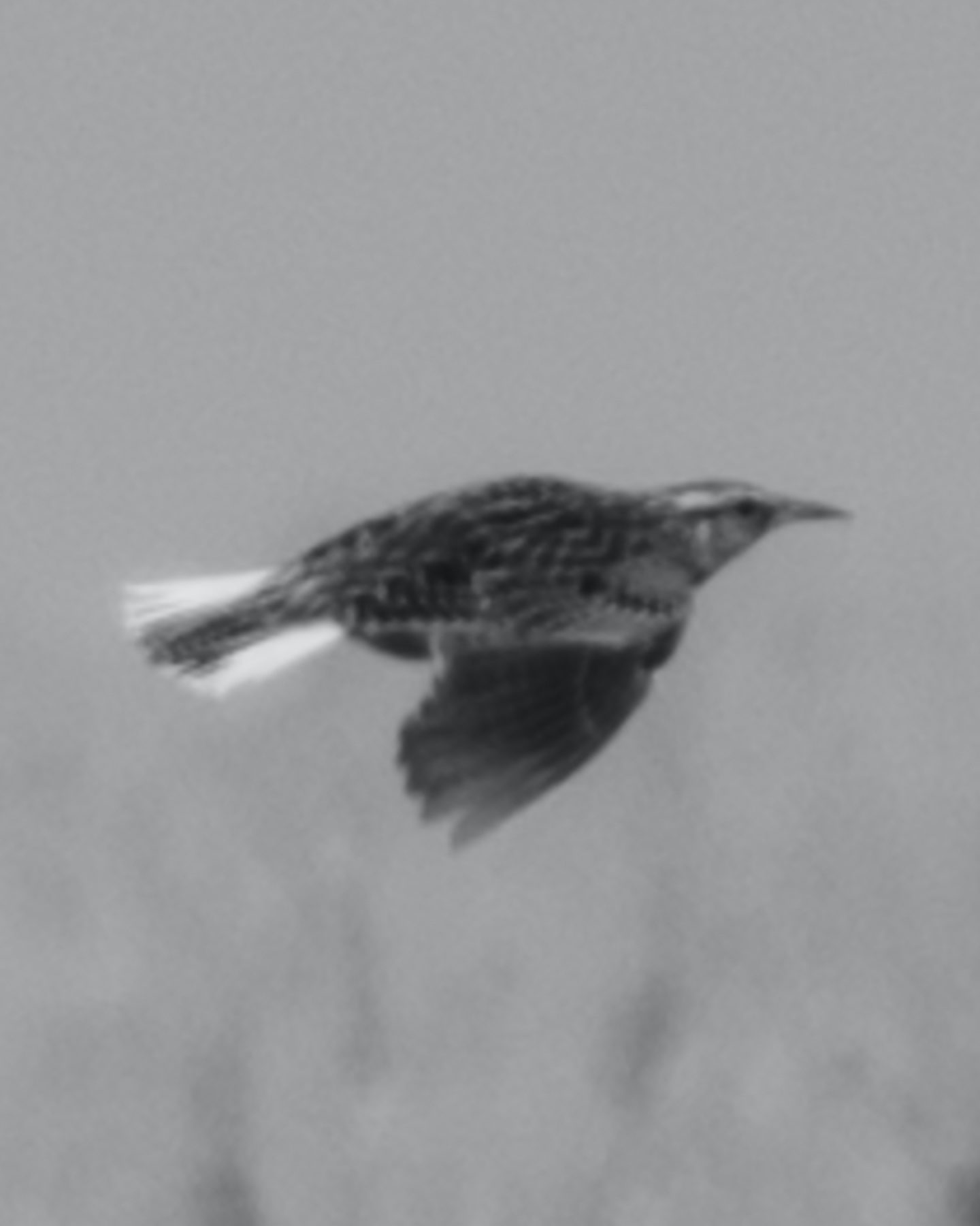 IGNANT-Photography-Ian-Bates-Meadowlark-15