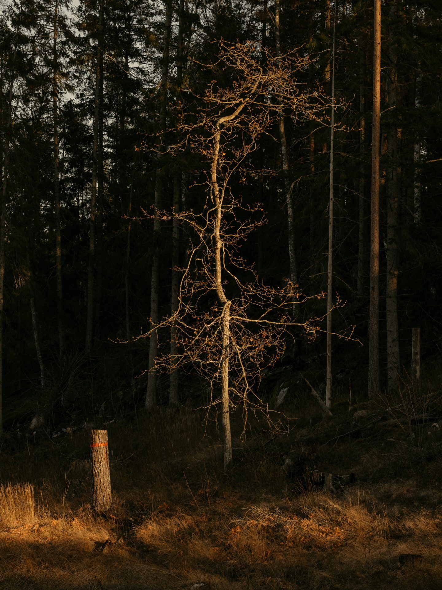 IGNANT-Photography-Robert-Rieger-Sweden-025