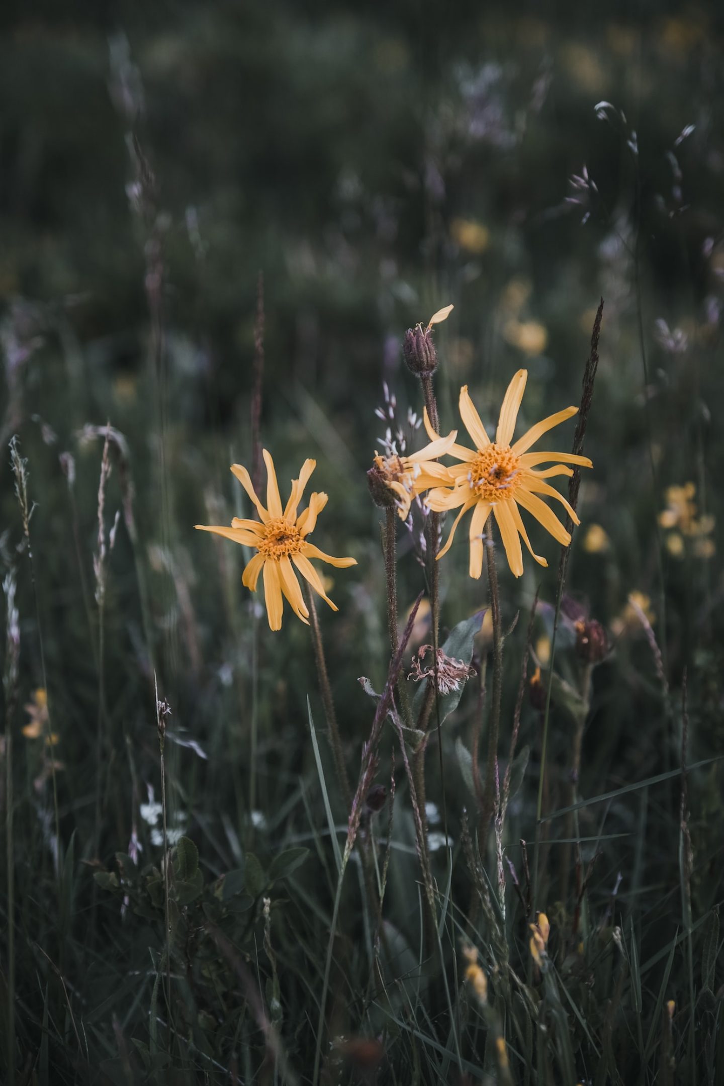 IGNANT-Dr-Hauschka-Wild-Plant-Harvest-Clemens-Poloczek-014