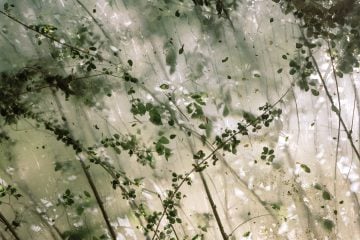 Polytunnel