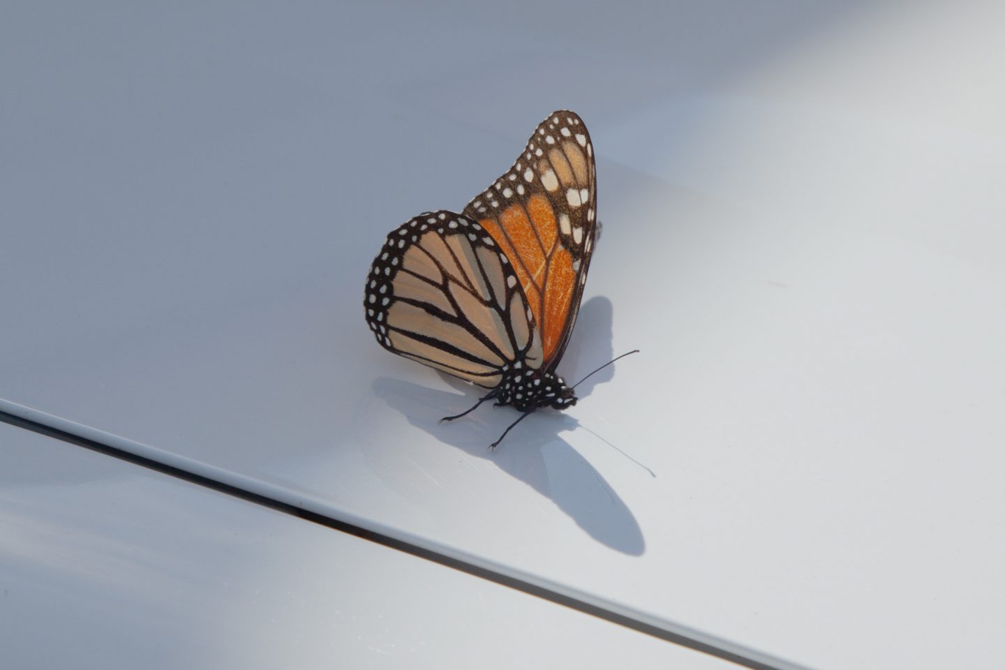 Barwon Heads House, A Cottage Turned Minimalist Beach Home By Adam Kane