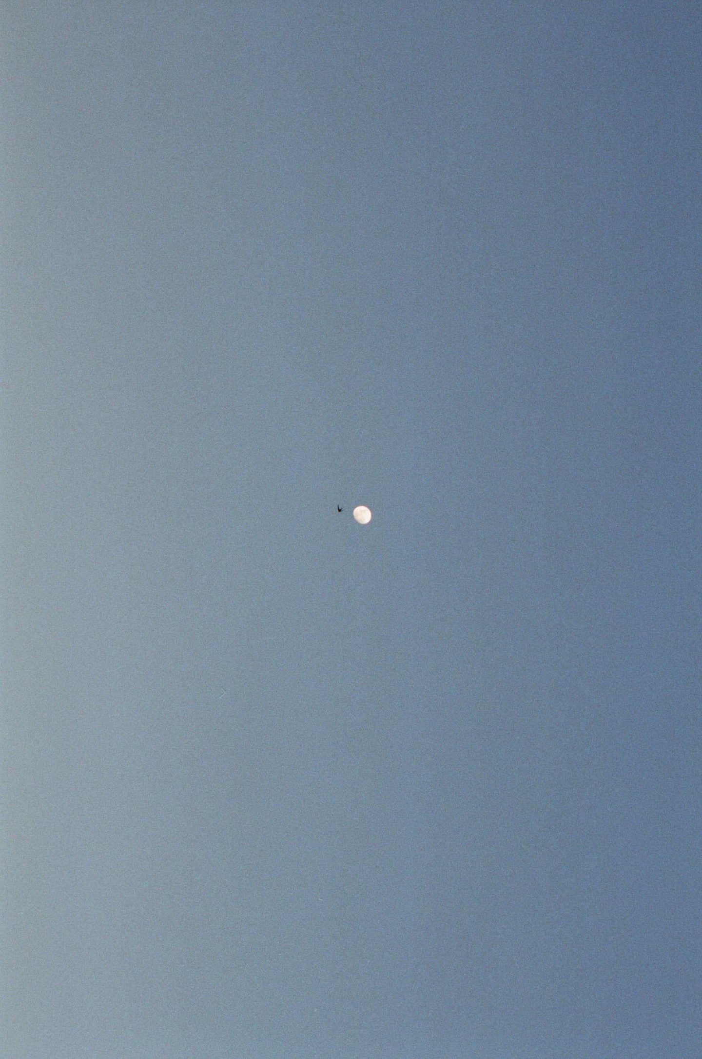alt =”a photo of a sky with a bird flying by the moon from Lina Scheynius ’ photo - essay for Tabayer Jewelry"