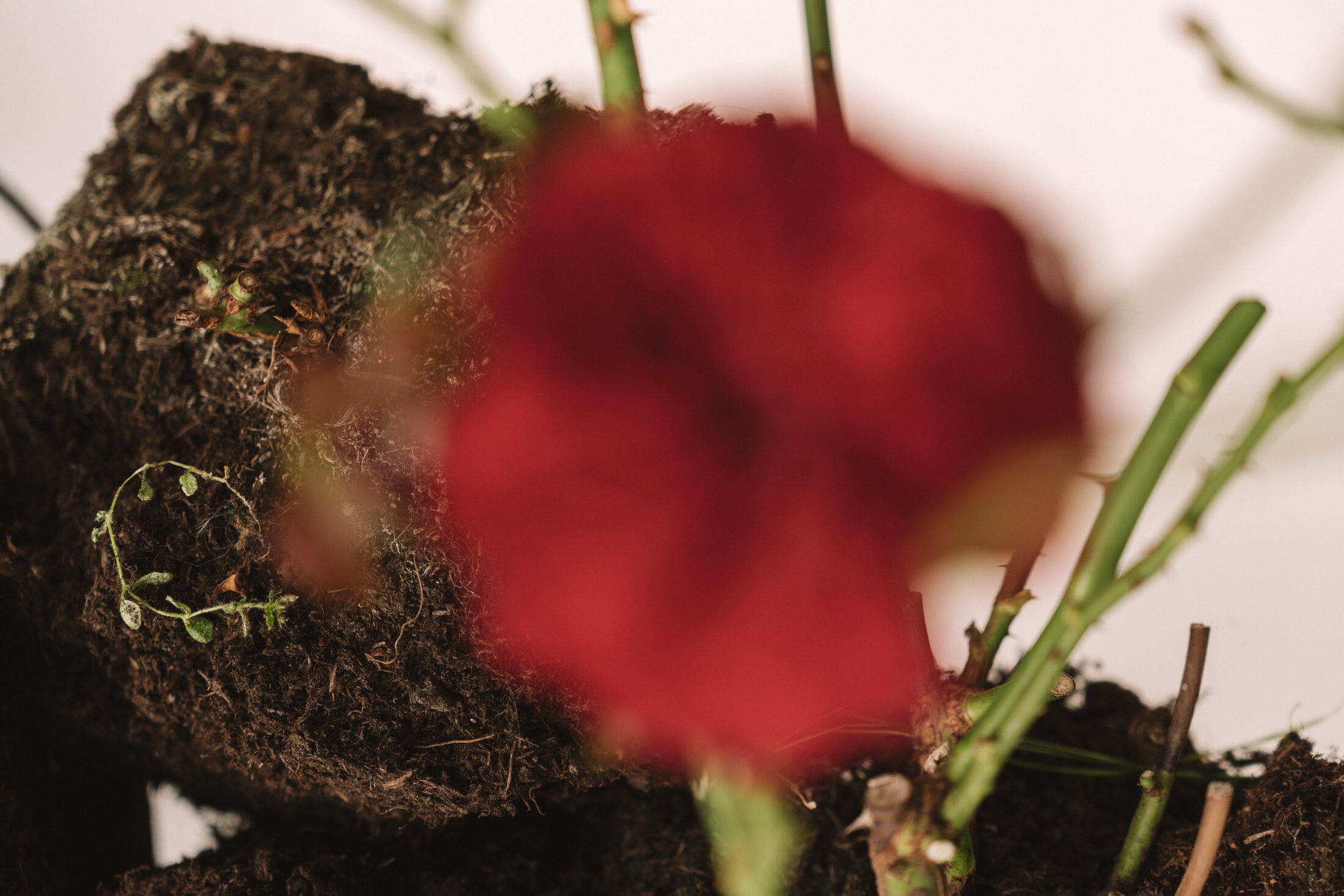 The Art of Flowers: In Conversation with Carolin Ruggaber
