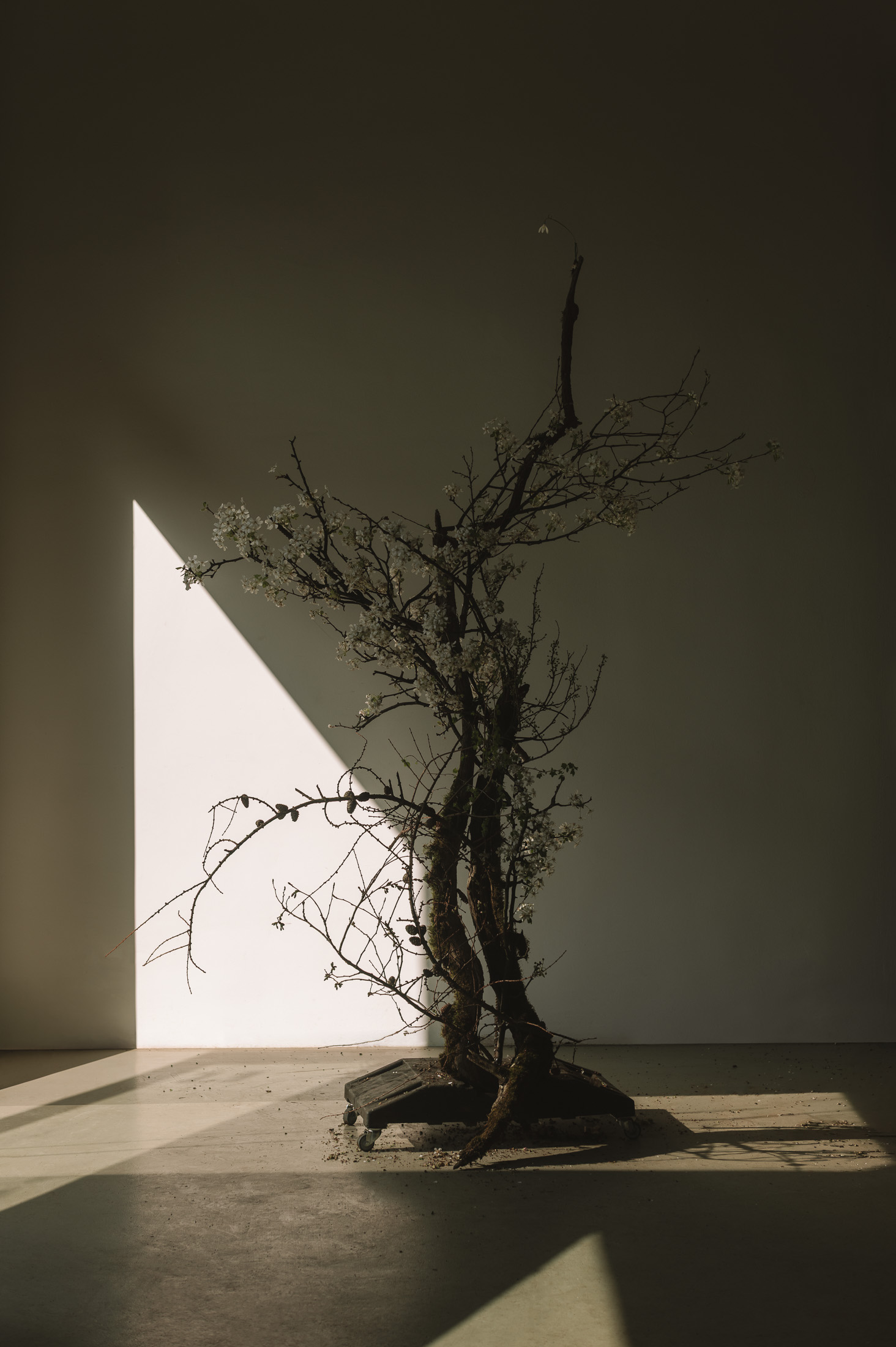 The Art of Flowers: In Conversation with Carolin Ruggaber
