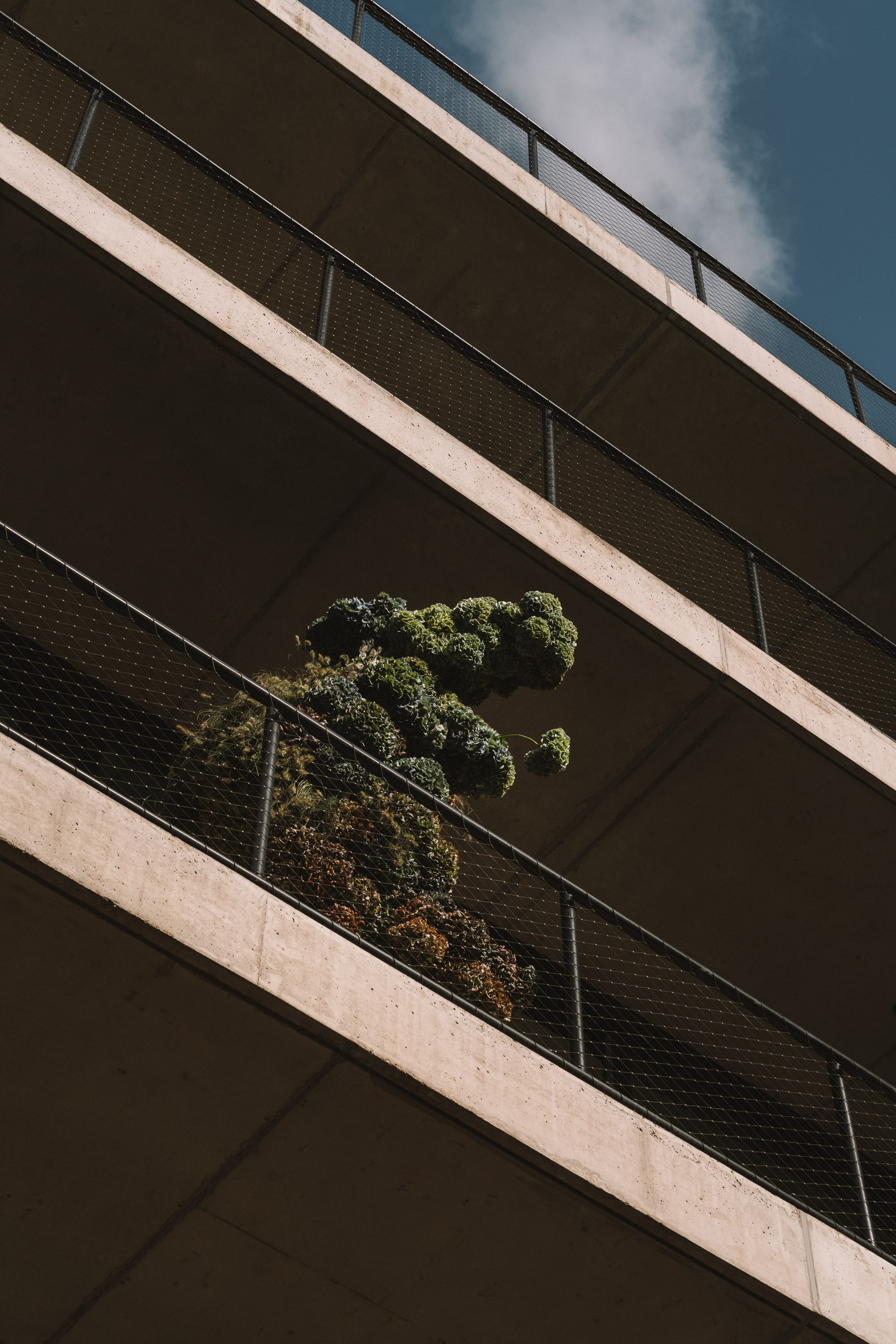 The Art of Flowers: In Conversation with Carolin Ruggaber