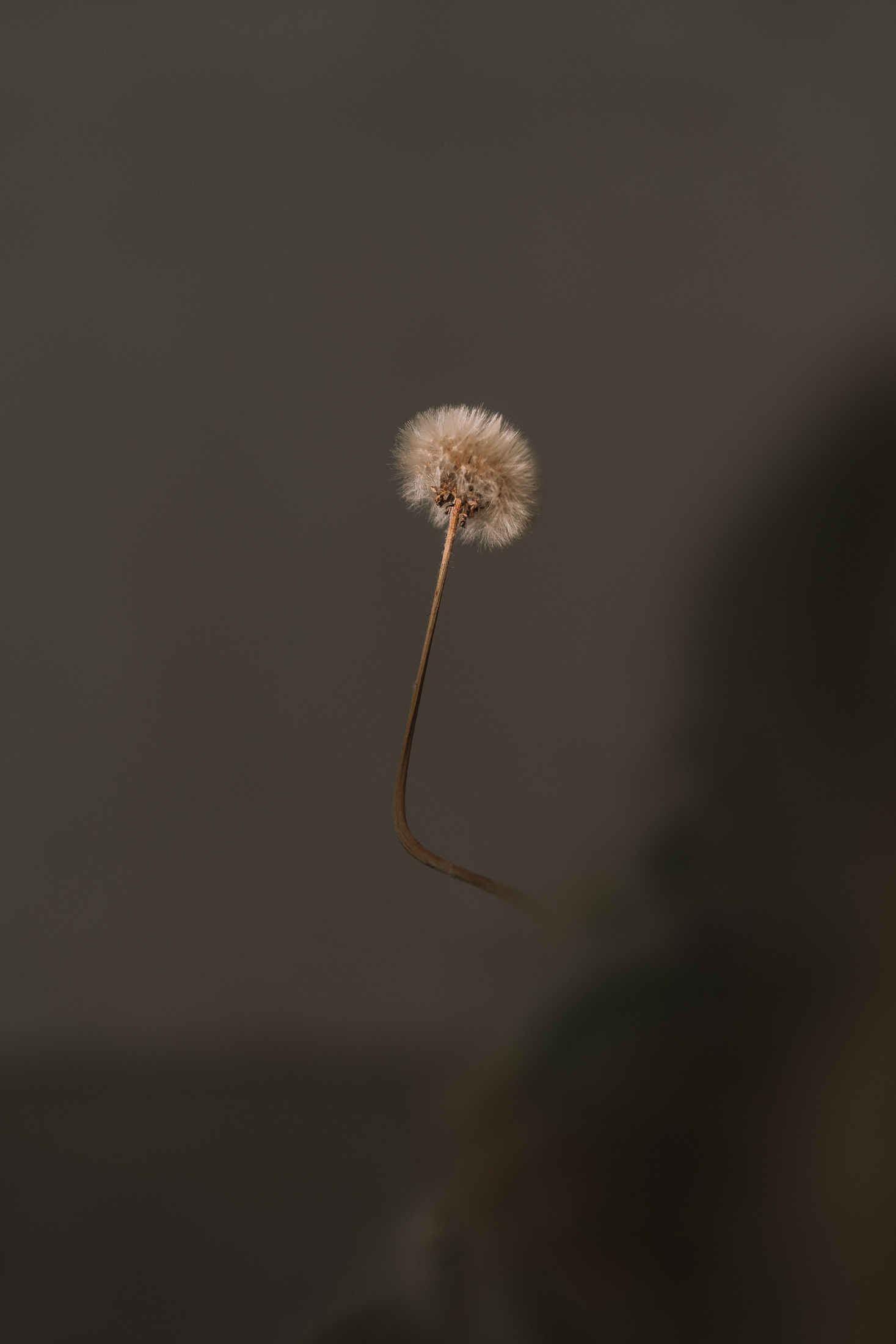 The Art of Flowers: In Conversation with Carolin Ruggaber